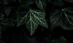 Preview wallpaper leaves, plant, green, dark, bush