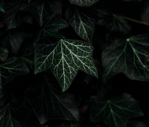 Preview wallpaper leaves, plant, green, dark, bush