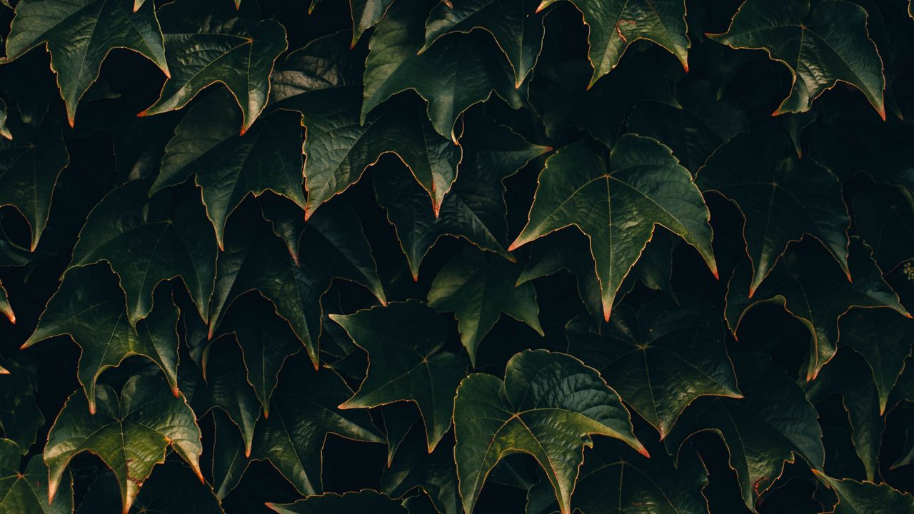 Wallpaper leaves, plant, green, surface