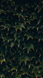 Preview wallpaper leaves, plant, green, surface