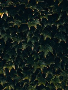 Preview wallpaper leaves, plant, green, surface