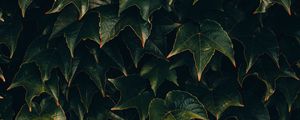 Preview wallpaper leaves, plant, green, surface