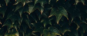 Preview wallpaper leaves, plant, green, surface