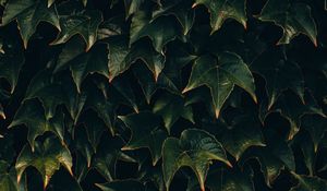 Preview wallpaper leaves, plant, green, surface