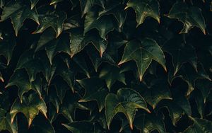 Preview wallpaper leaves, plant, green, surface