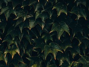 Preview wallpaper leaves, plant, green, surface