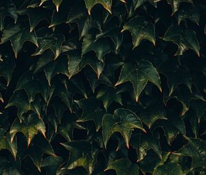 Preview wallpaper leaves, plant, green, surface