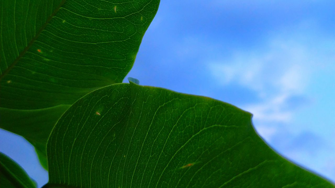 Wallpaper leaves, plant, green, macro