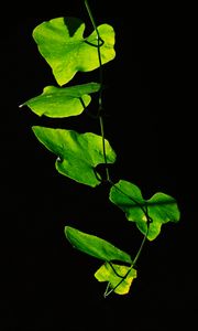 Preview wallpaper leaves, plant, green, dark, closeup