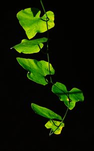 Preview wallpaper leaves, plant, green, dark, closeup