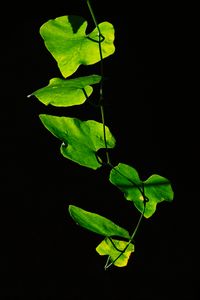 Preview wallpaper leaves, plant, green, dark, closeup