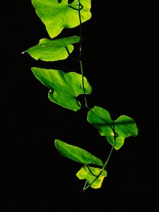 Preview wallpaper leaves, plant, green, dark, closeup