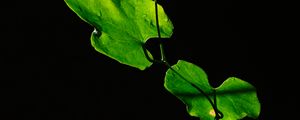 Preview wallpaper leaves, plant, green, dark, closeup