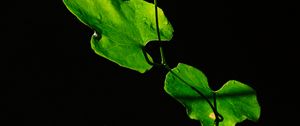 Preview wallpaper leaves, plant, green, dark, closeup