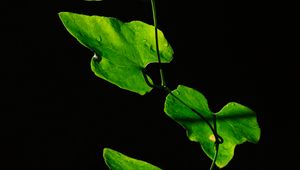 Preview wallpaper leaves, plant, green, dark, closeup