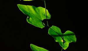 Preview wallpaper leaves, plant, green, dark, closeup
