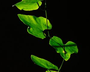 Preview wallpaper leaves, plant, green, dark, closeup