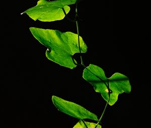 Preview wallpaper leaves, plant, green, dark, closeup