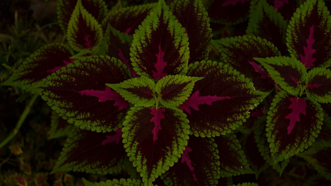 Wallpaper leaves, plant, green, dark, pattern