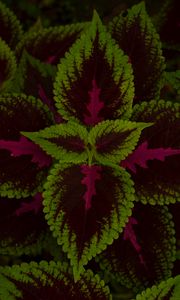 Preview wallpaper leaves, plant, green, dark, pattern