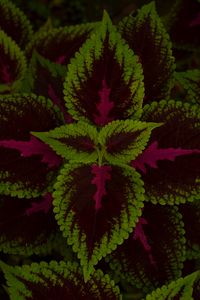 Preview wallpaper leaves, plant, green, dark, pattern