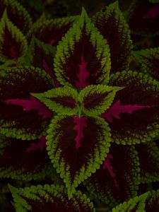 Preview wallpaper leaves, plant, green, dark, pattern