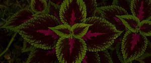 Preview wallpaper leaves, plant, green, dark, pattern