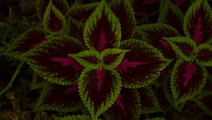 Preview wallpaper leaves, plant, green, dark, pattern