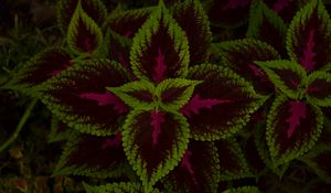 Preview wallpaper leaves, plant, green, dark, pattern