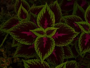 Preview wallpaper leaves, plant, green, dark, pattern