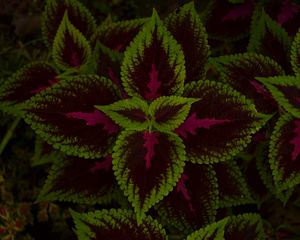 Preview wallpaper leaves, plant, green, dark, pattern