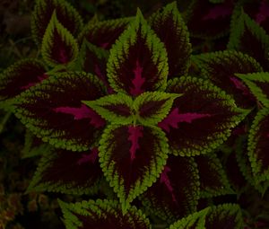 Preview wallpaper leaves, plant, green, dark, pattern