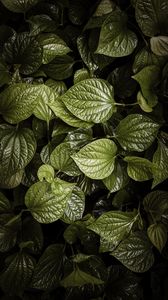 Preview wallpaper leaves, plant, green, aerial  view