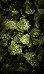 Preview wallpaper leaves, plant, green, aerial  view