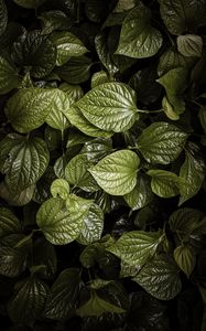 Preview wallpaper leaves, plant, green, aerial  view