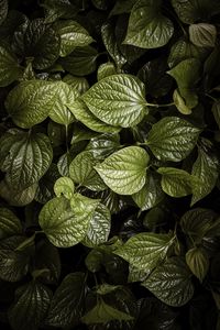 Preview wallpaper leaves, plant, green, aerial  view