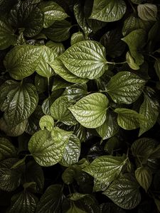 Preview wallpaper leaves, plant, green, aerial  view