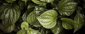 Preview wallpaper leaves, plant, green, aerial  view