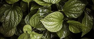 Preview wallpaper leaves, plant, green, aerial  view