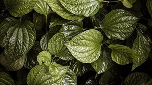 Preview wallpaper leaves, plant, green, aerial  view