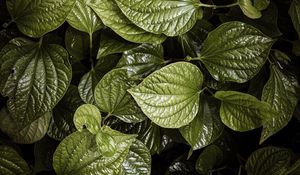 Preview wallpaper leaves, plant, green, aerial  view