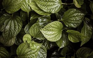 Preview wallpaper leaves, plant, green, aerial  view