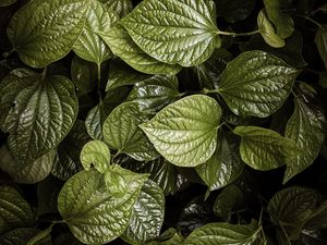 Preview wallpaper leaves, plant, green, aerial  view