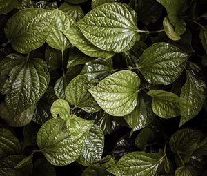 Preview wallpaper leaves, plant, green, aerial  view