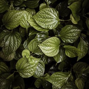 Preview wallpaper leaves, plant, green, aerial  view