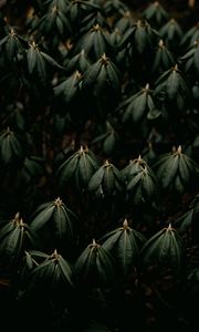 Preview wallpaper leaves, plant, green, closeup