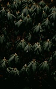 Preview wallpaper leaves, plant, green, closeup