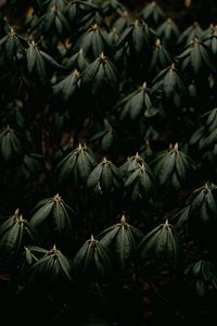 Preview wallpaper leaves, plant, green, closeup