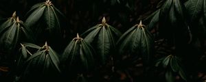 Preview wallpaper leaves, plant, green, closeup