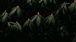 Preview wallpaper leaves, plant, green, closeup